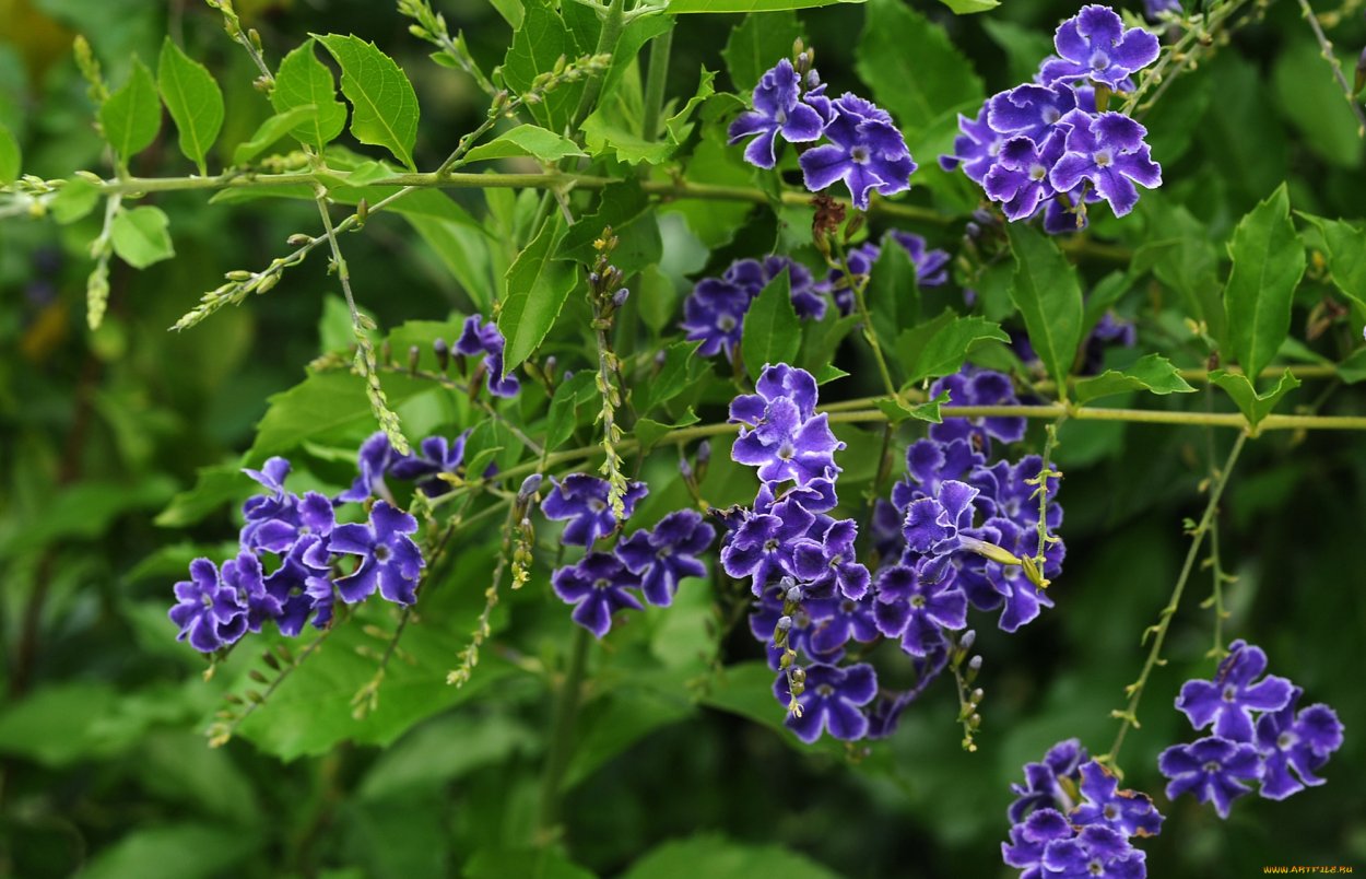 Дуранта маленькая гейша