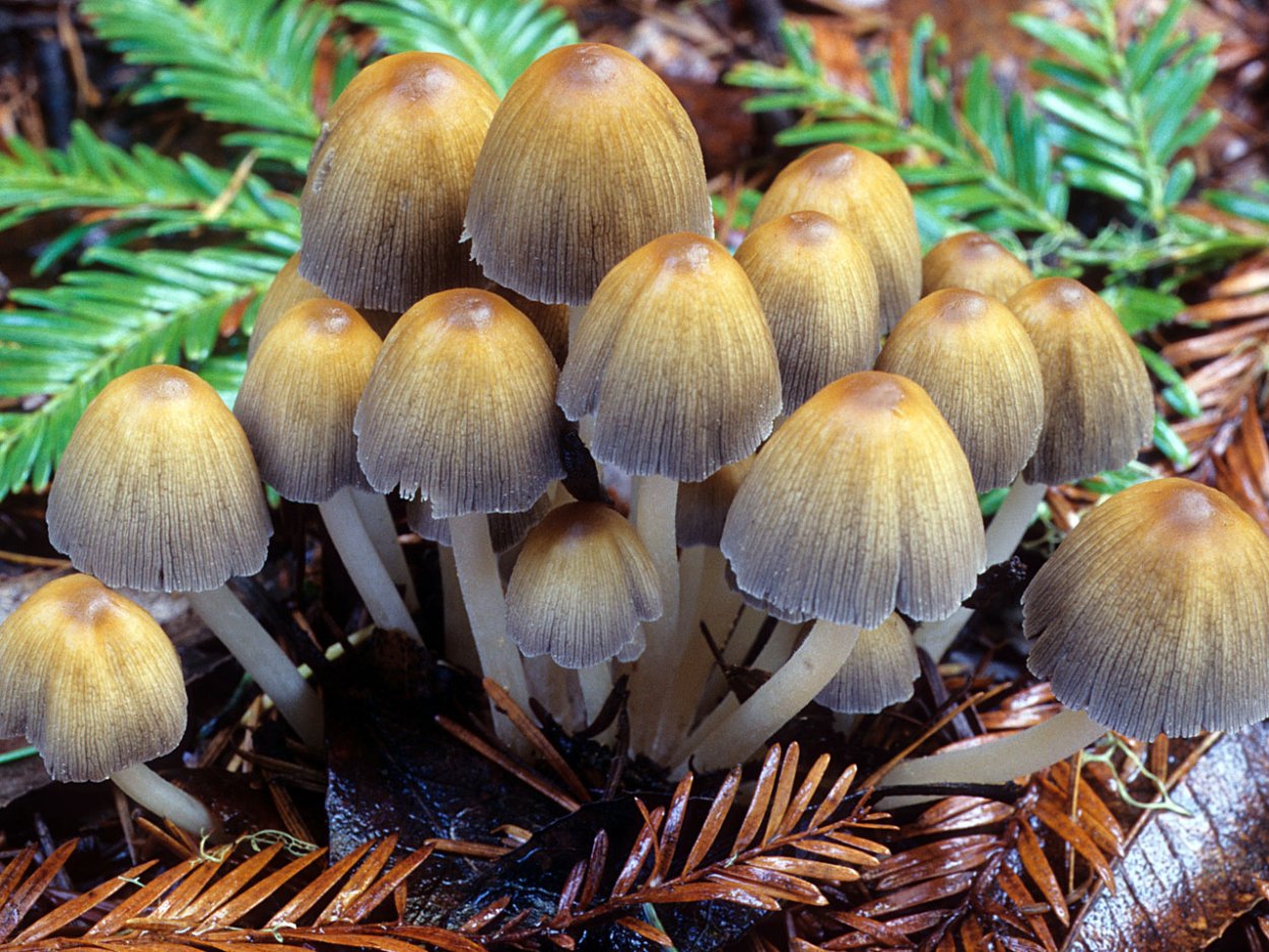 Навозник мерцающий Coprinus micaceus