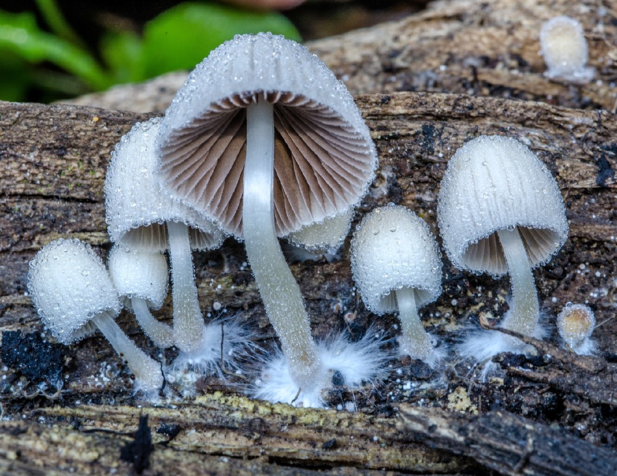 Coprinellus Radians