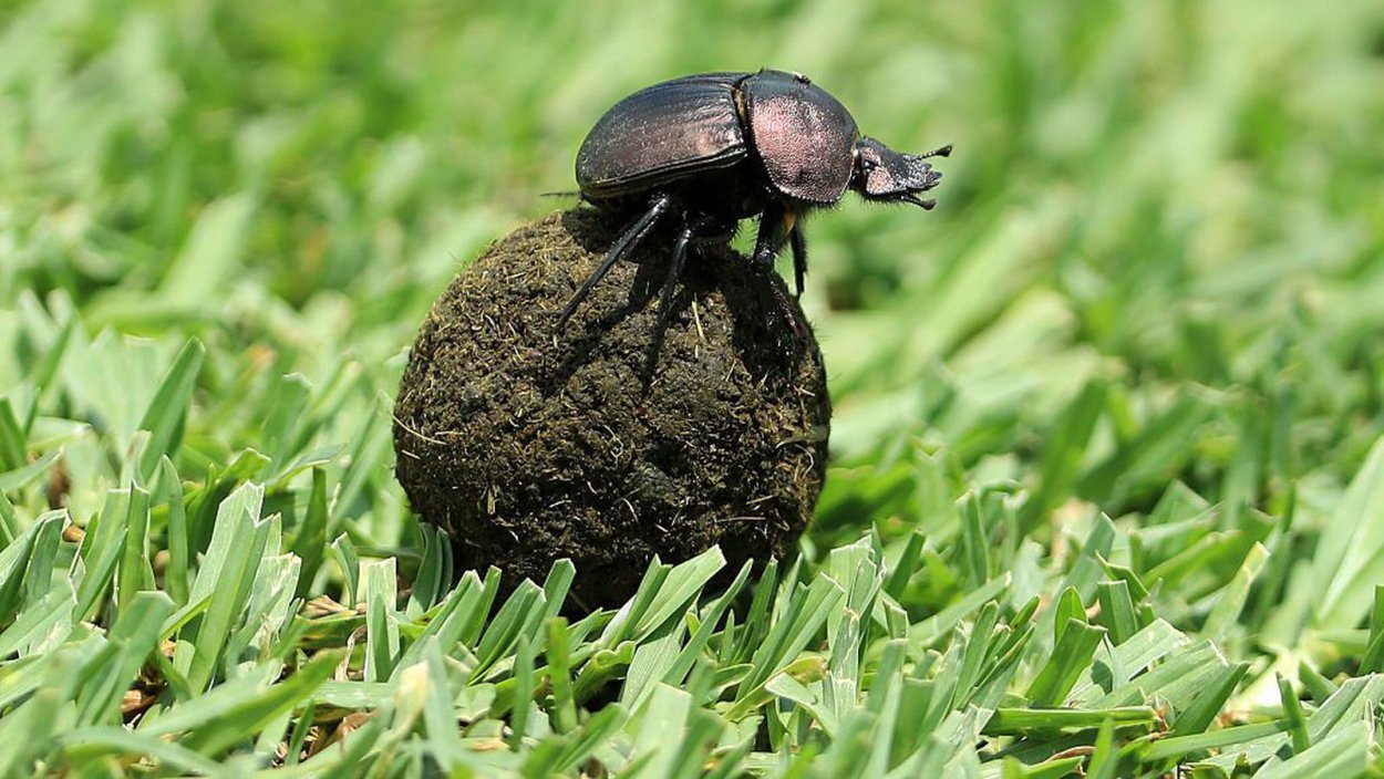 Scarabaeus laticollis