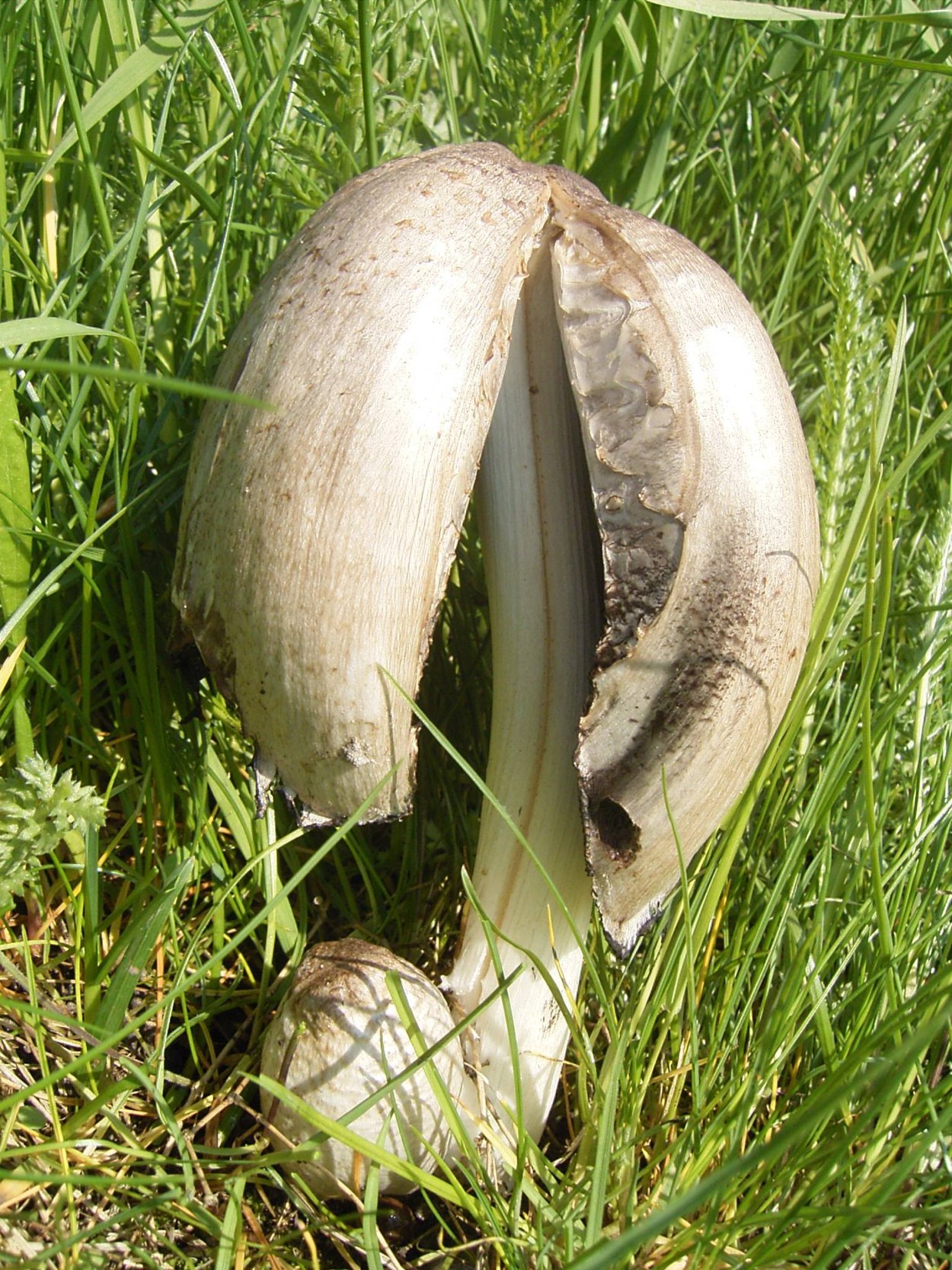 Shaggy Mane Mushroom
