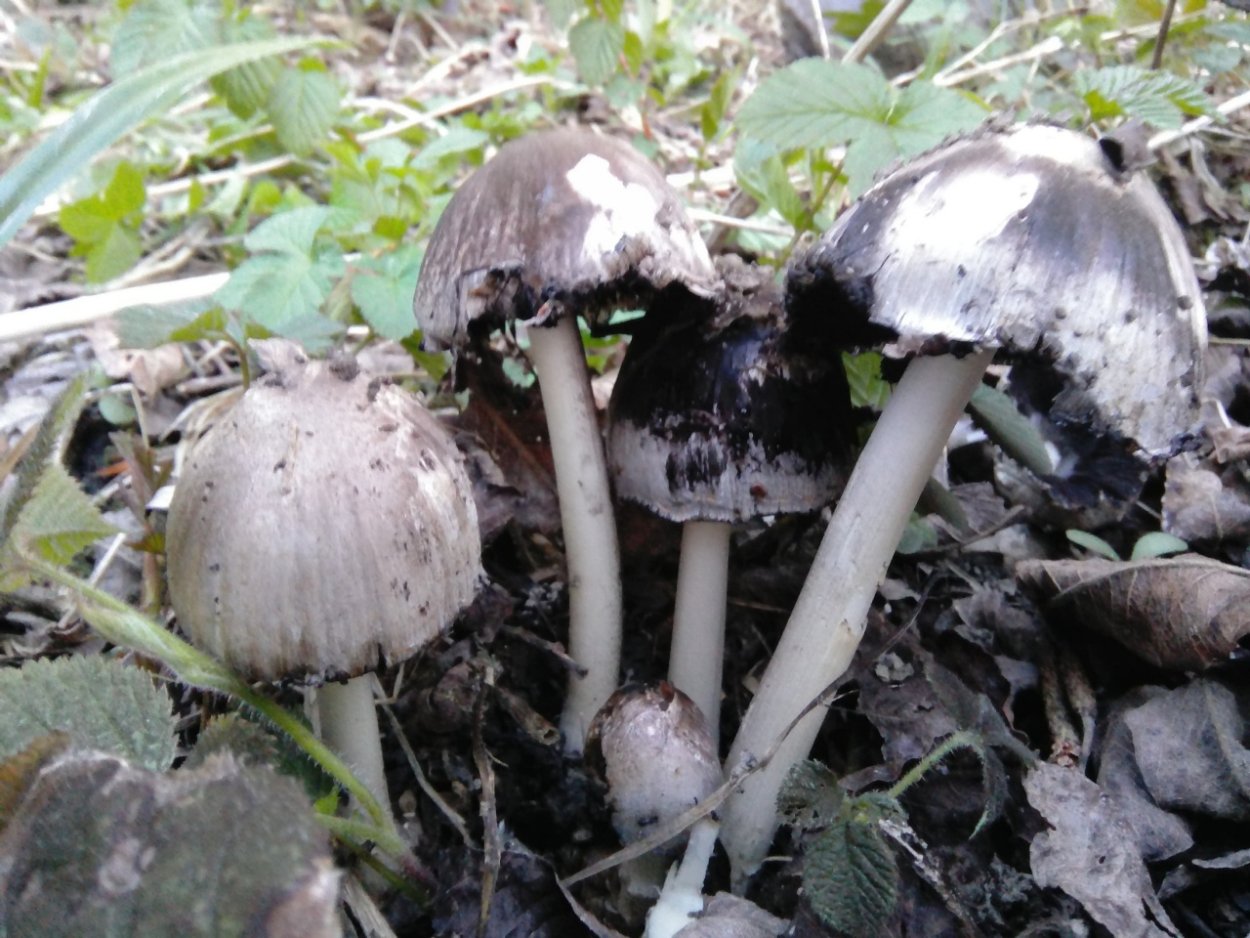 Навозник обыкновенный (Coprinus cinereus)