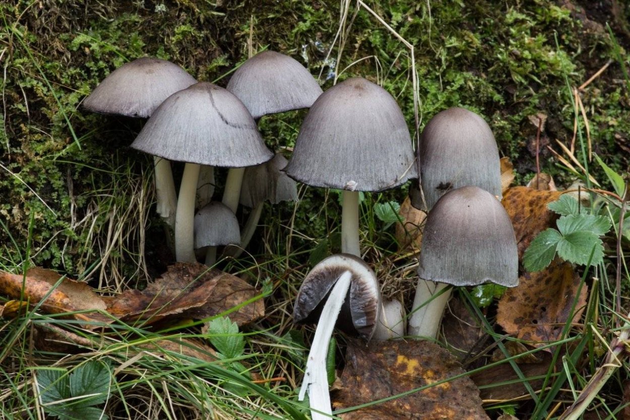 Навозник Coprinus cinereus — базидиомицет