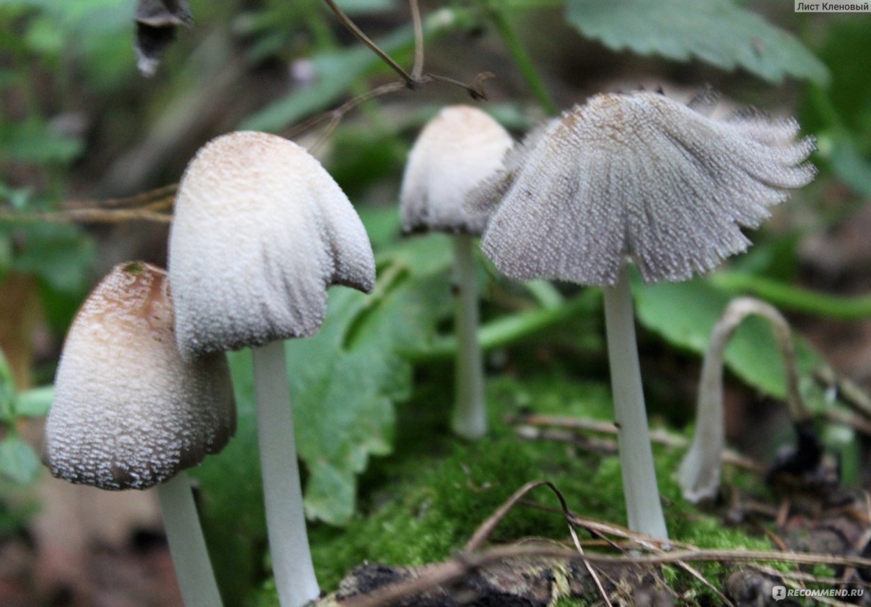 Навозник серый Coprinus atramentarius