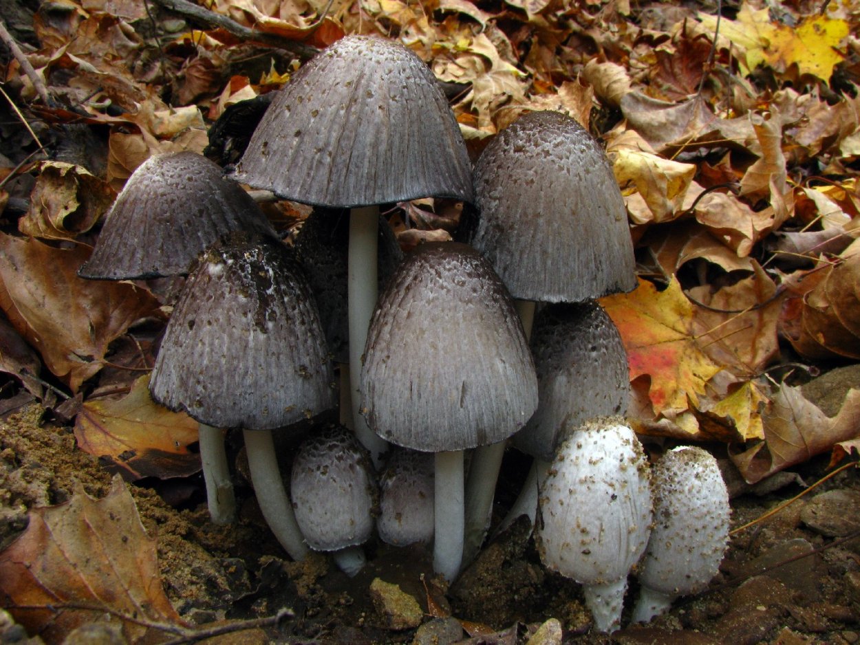 Навозник серый Coprinus atramentarius