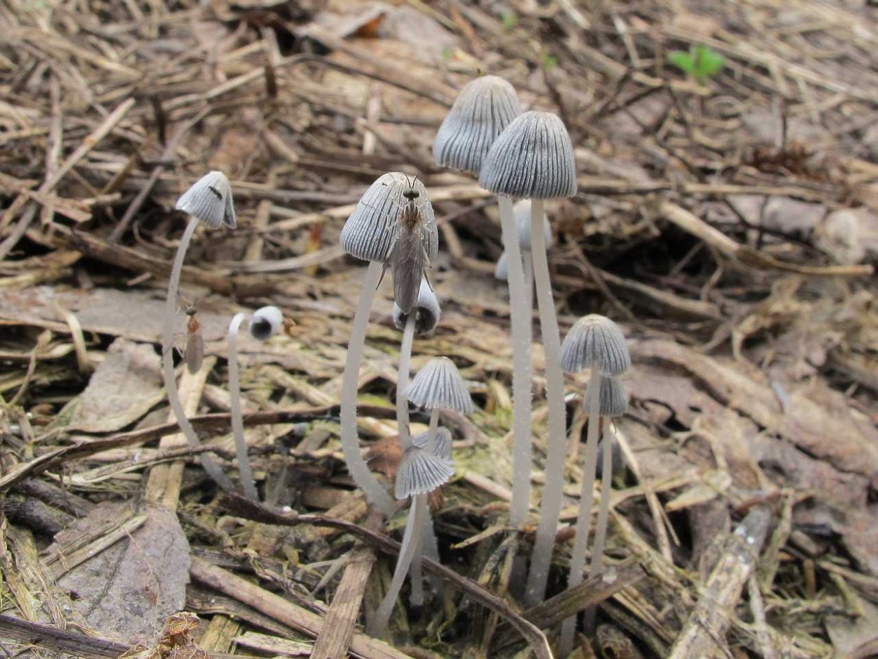 Coprinus comatus