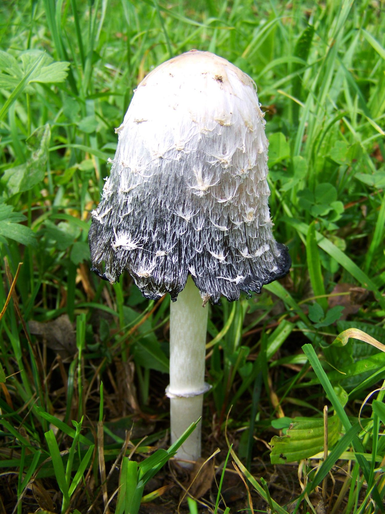 Навозники серые (Coprinopsis atramentaria)