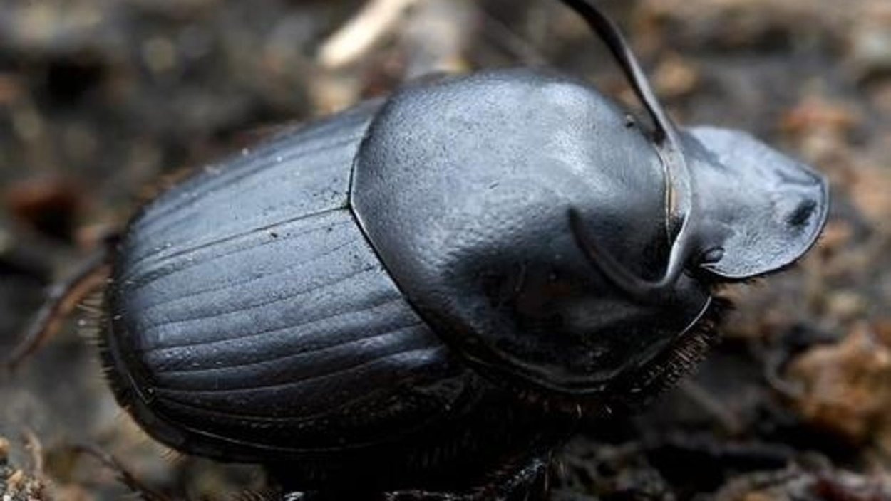 Жук скарабей навозный Жук