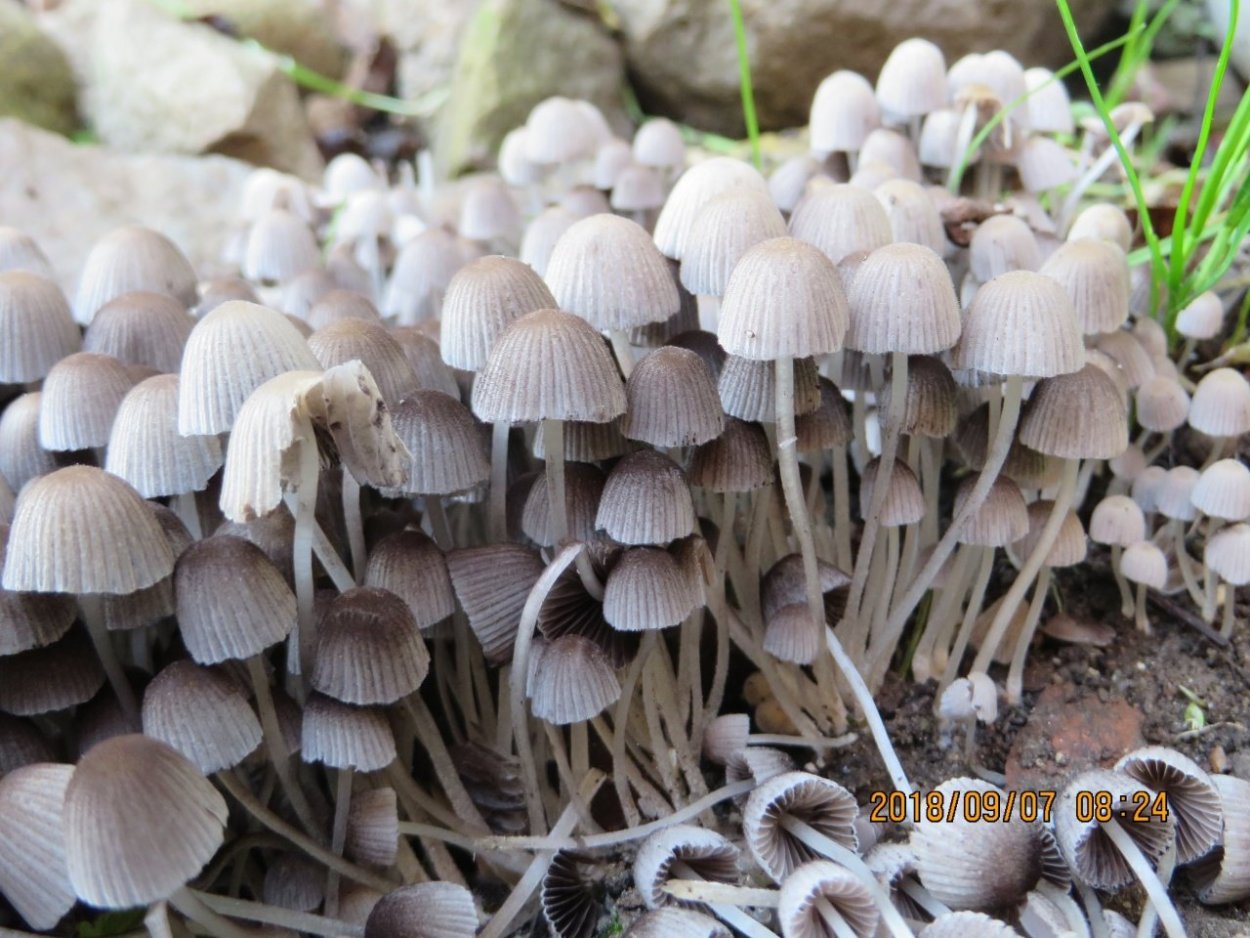 Навозник серый Coprinus atramentarius
