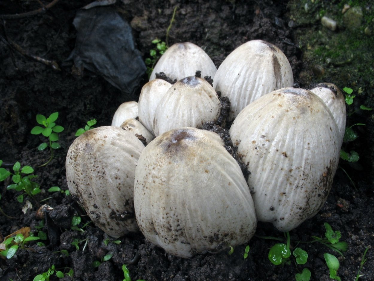 Навозник мохноногий