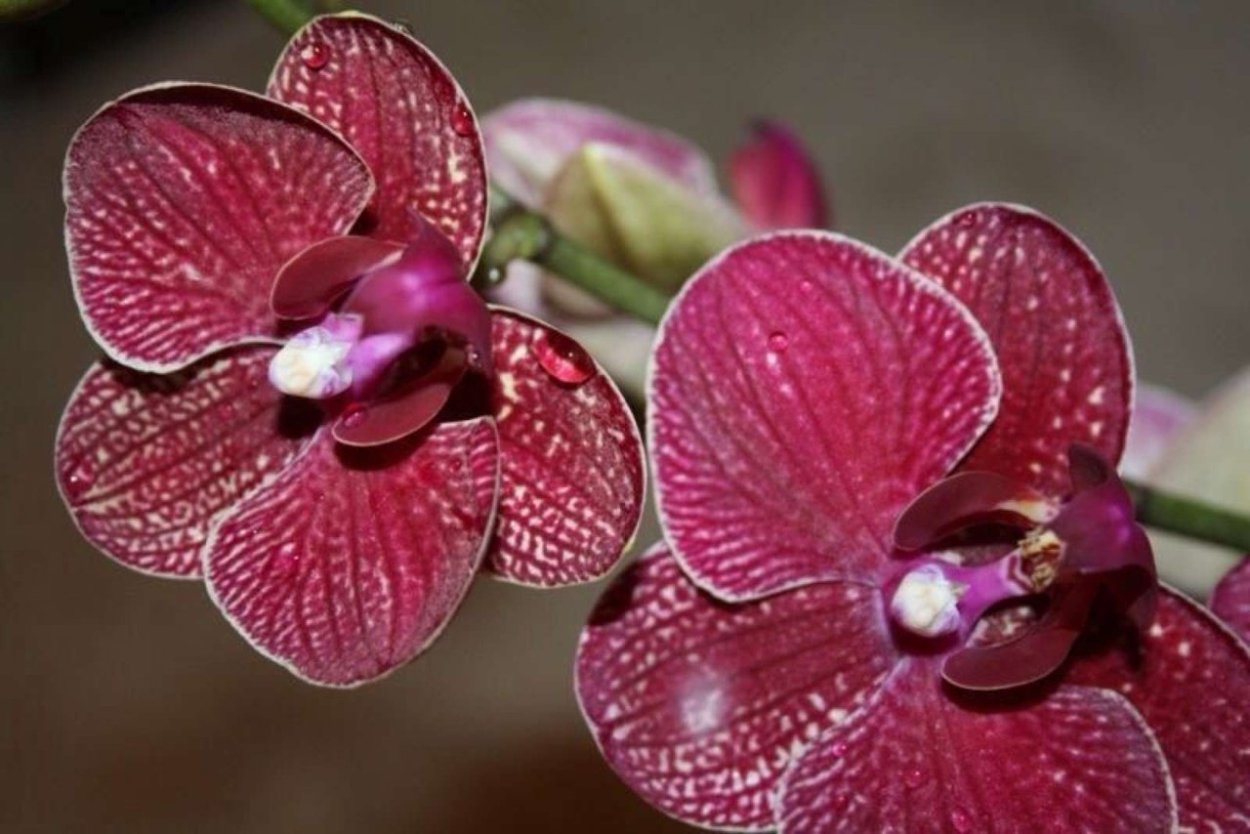 Фаленопсис Eve