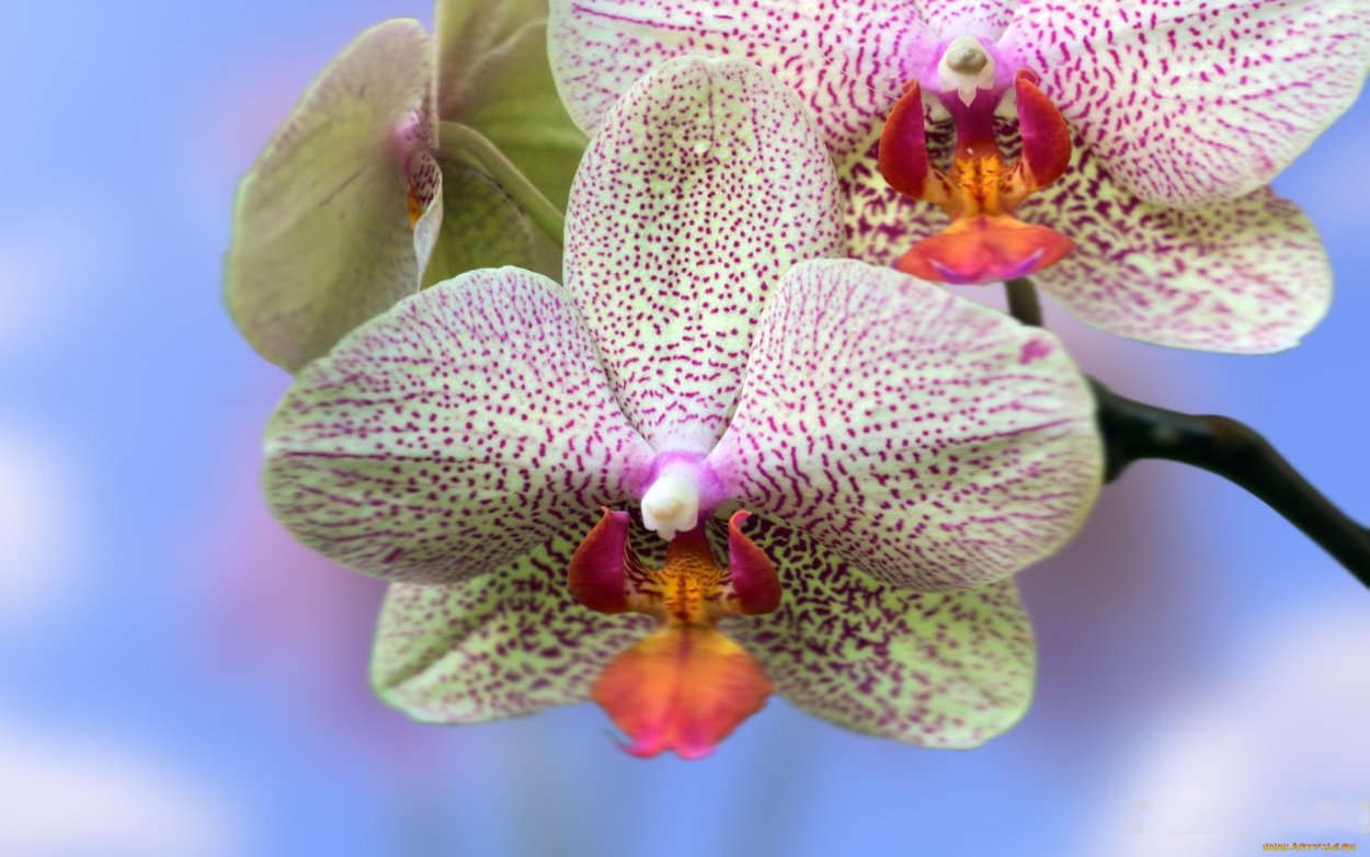 Фаленопсис сезам