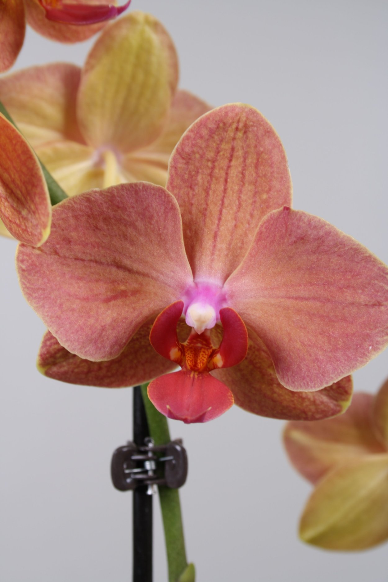 Фаленопсис Элис адвентуре