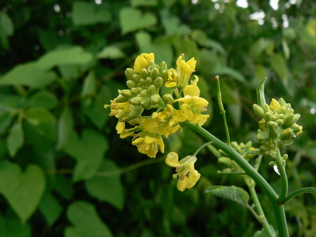 Горчица сарептская — Brassica juncea