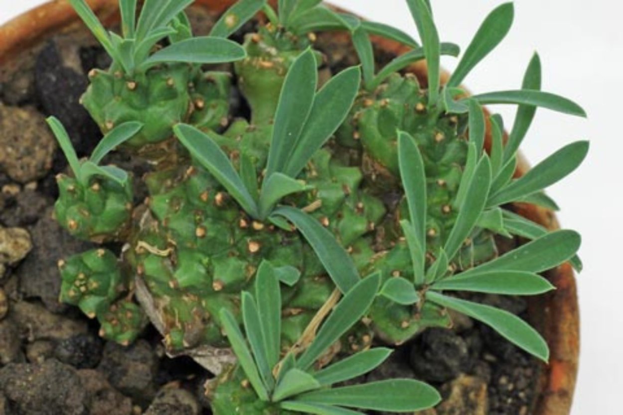 Euphorbia bupleurifolia susannae
