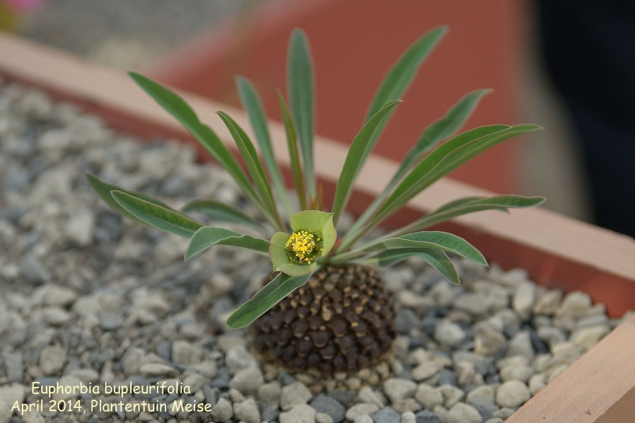 Euphorbia bupleurifolia