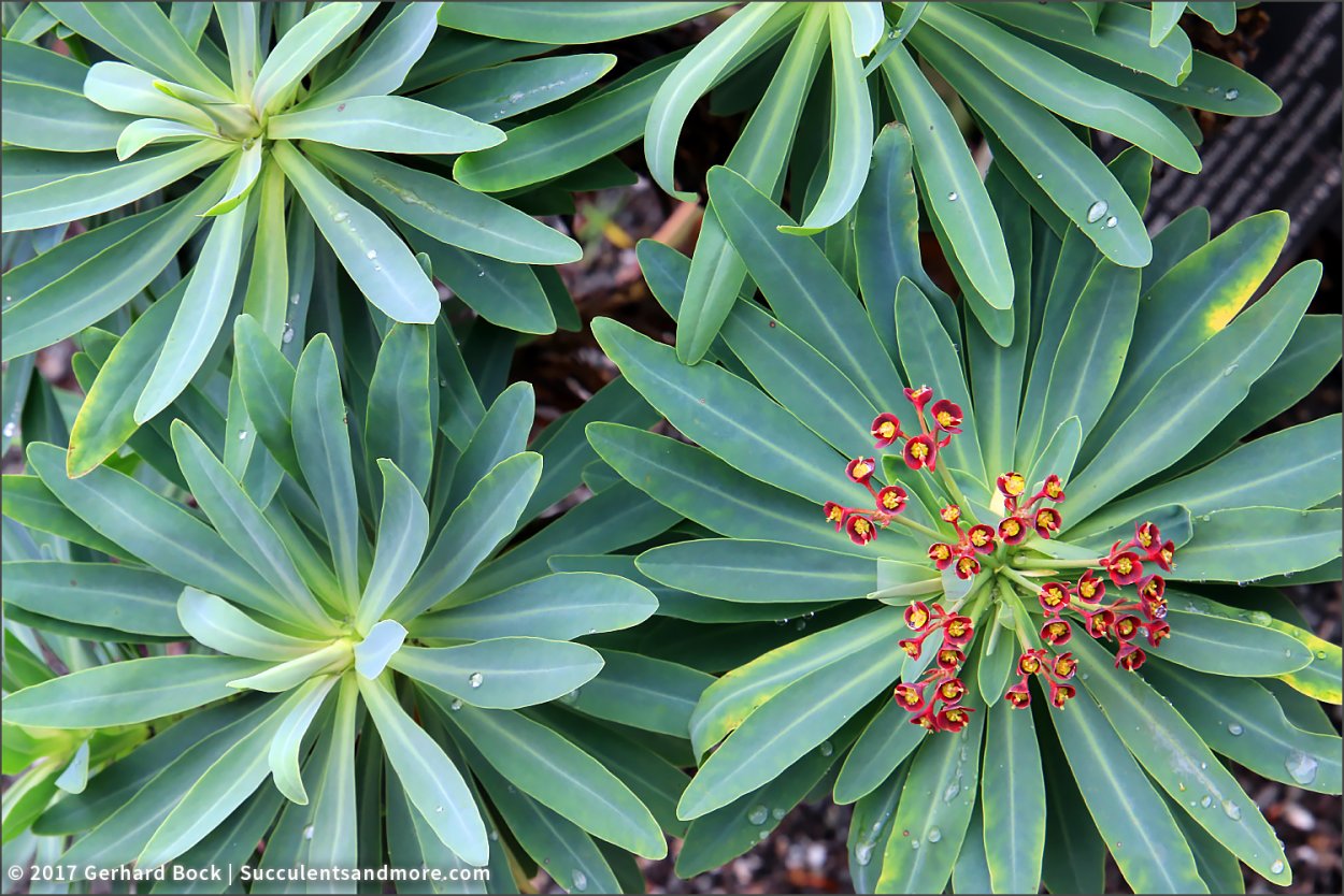 Эуфорбия энопла Кристата