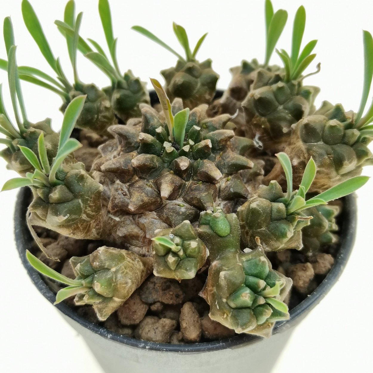 Эуфорбия Японика