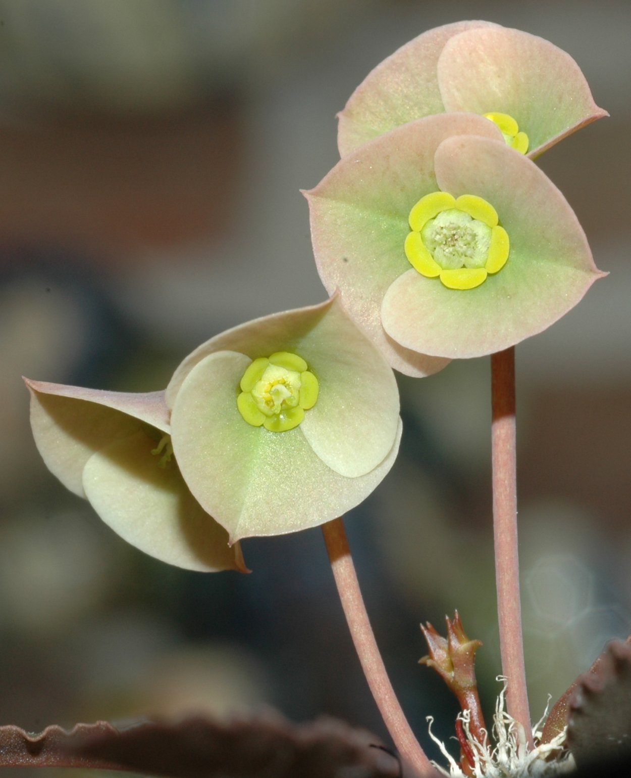 Euphorbia sakarahaensis