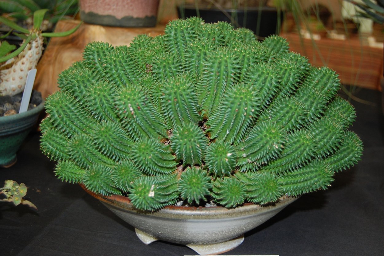 Крассула эуфорбия