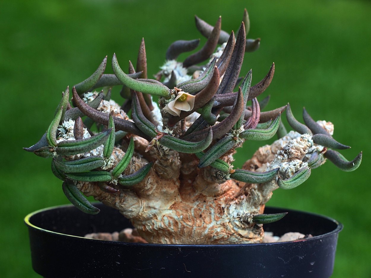 Euphorbia mammillaris