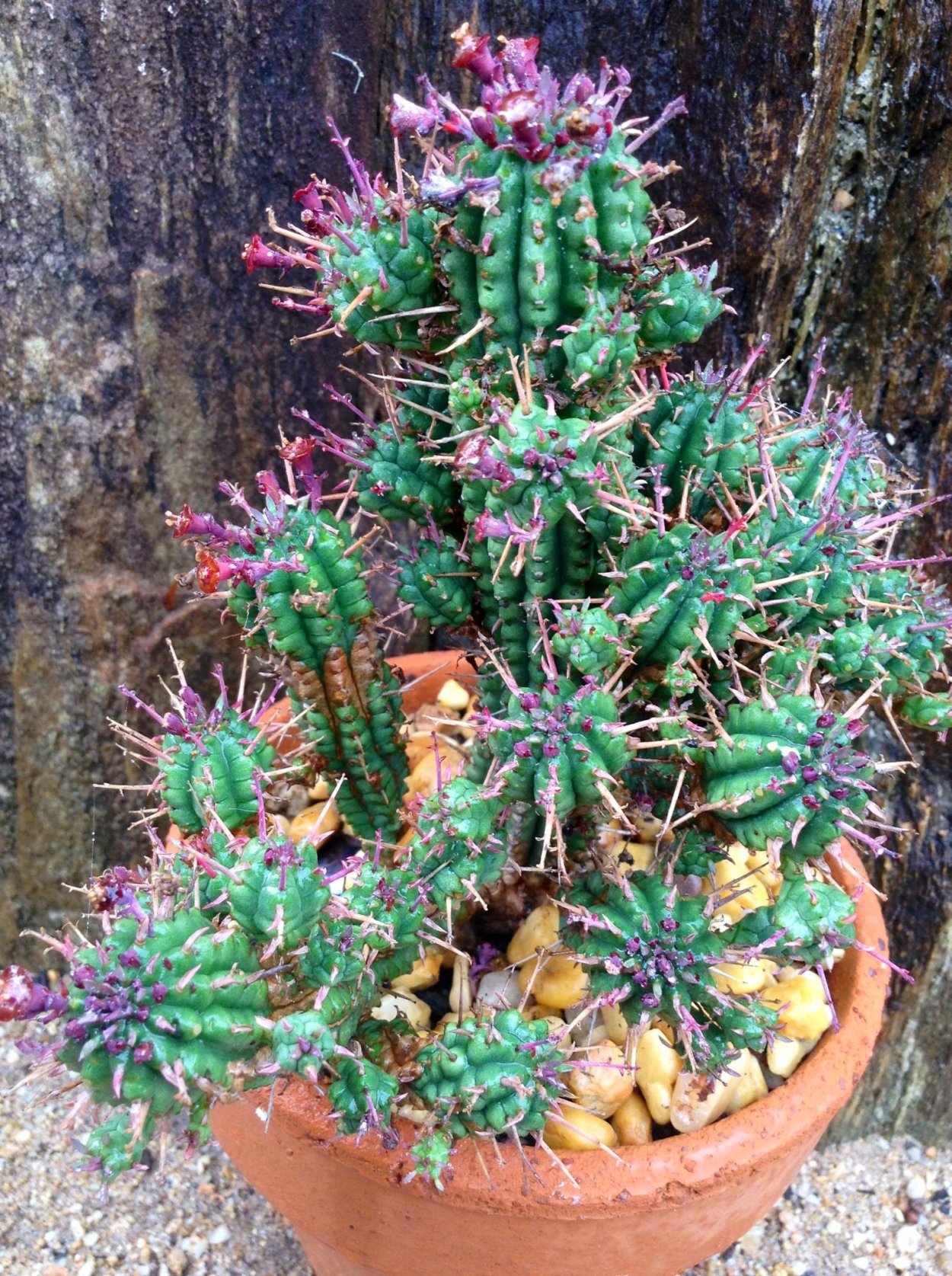 Эуфорбия Атропурпуреа