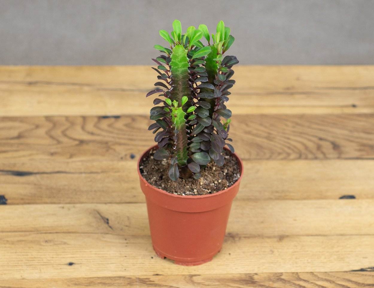 Корни суккулентов