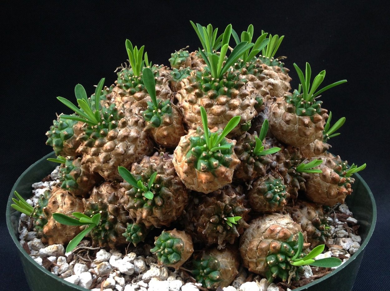 Суккулент эуфорбия буплеурифолия