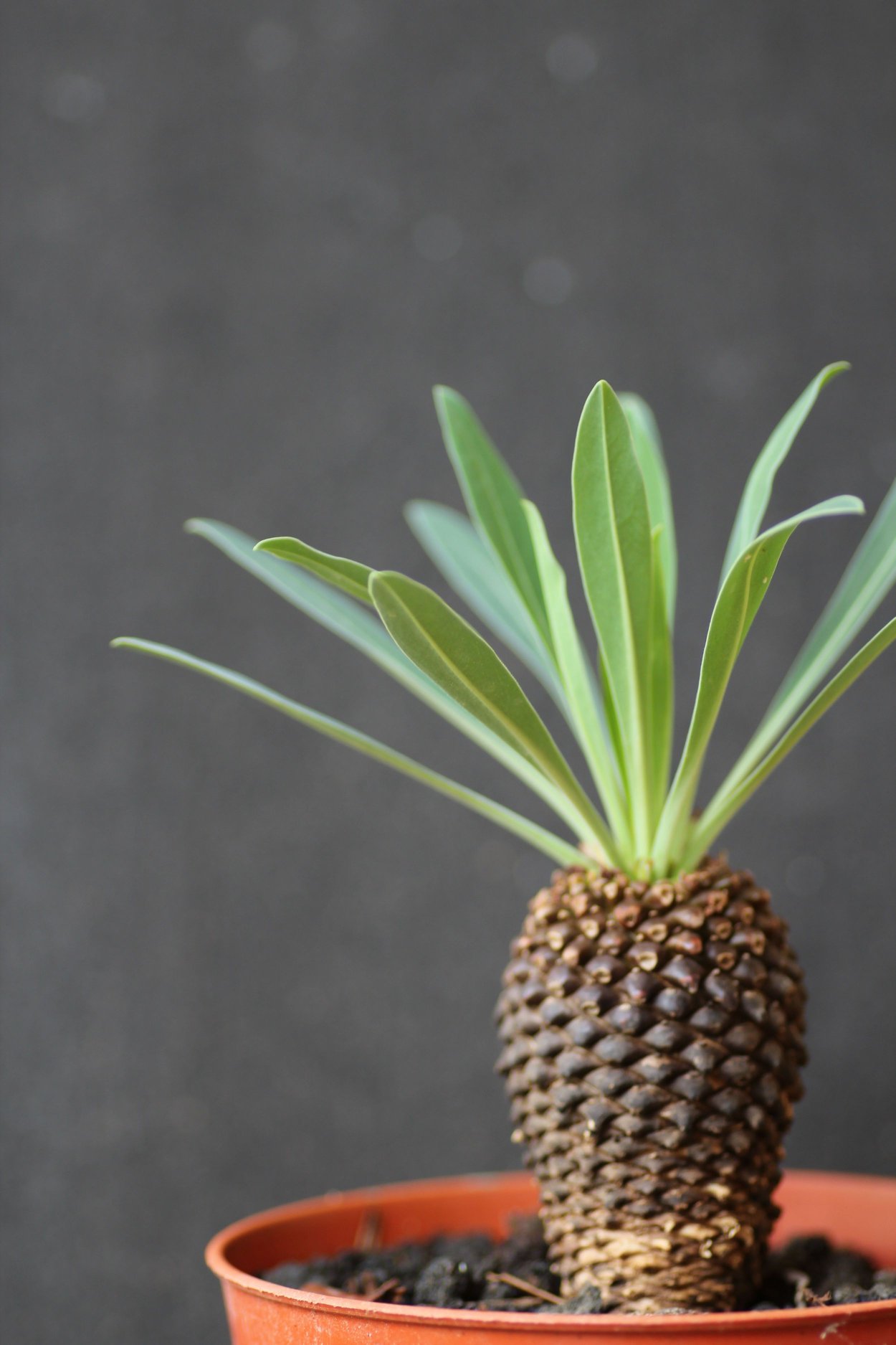 Euphorbia bupleurifolia