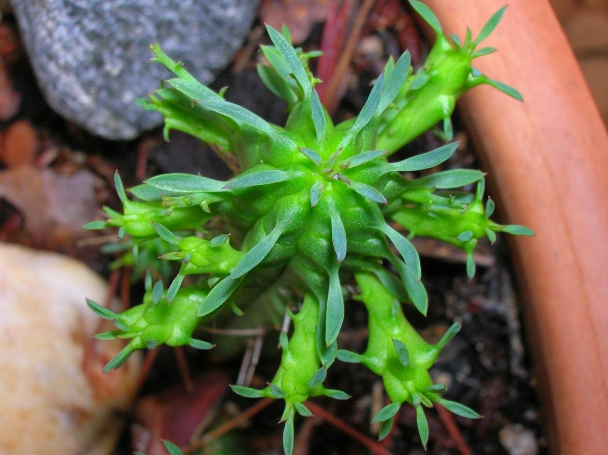 Euphorbia greenwoodii