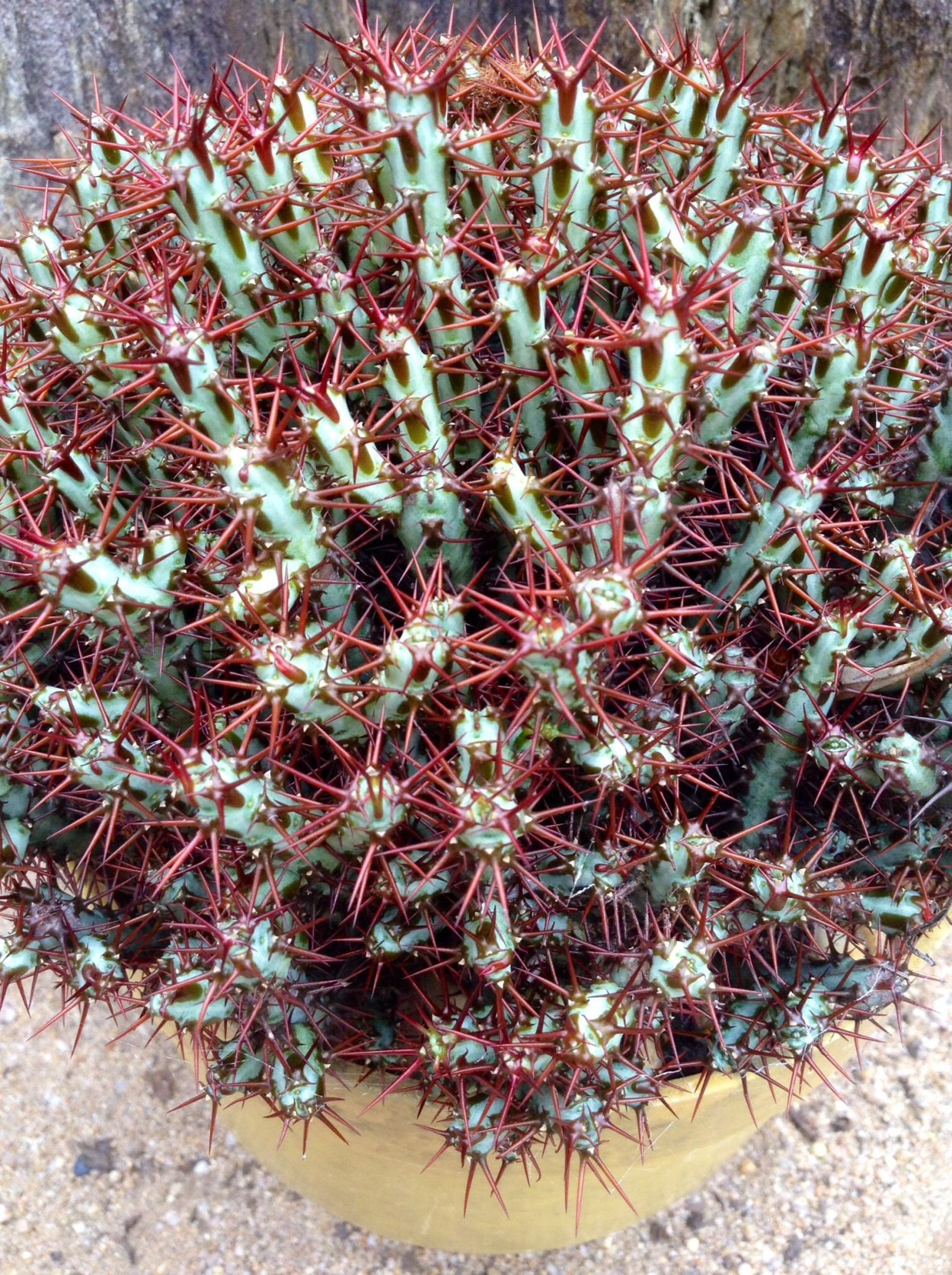 Эуфорбия эскулента