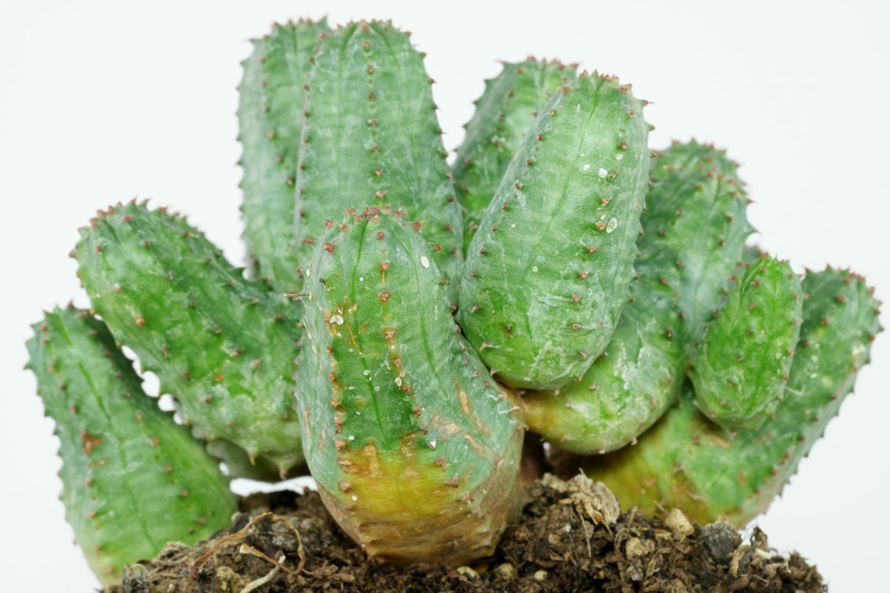 Euphorbia clivicola