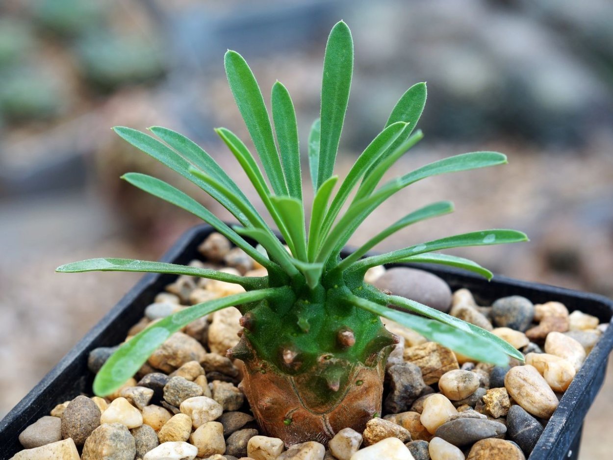 Euphorbia bupleurifolia
