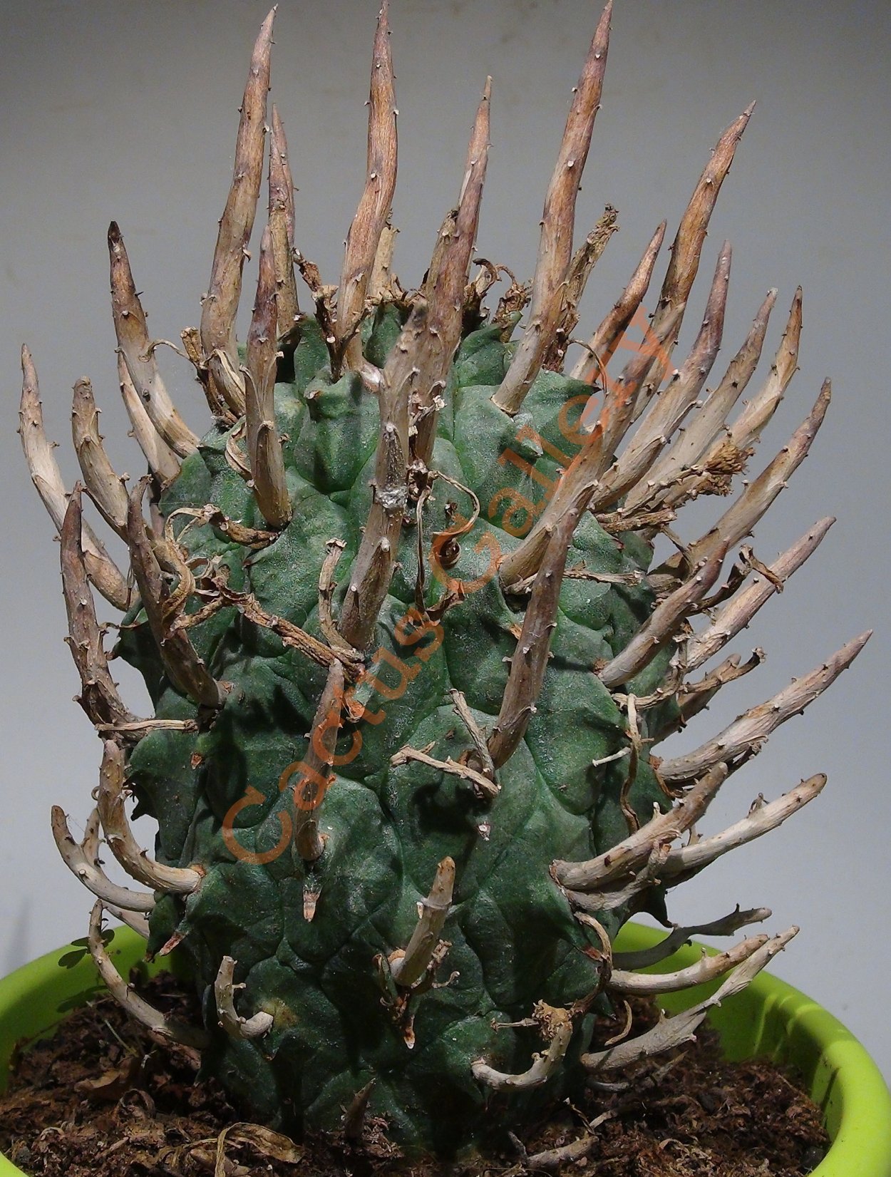 Euphorbia subapoda