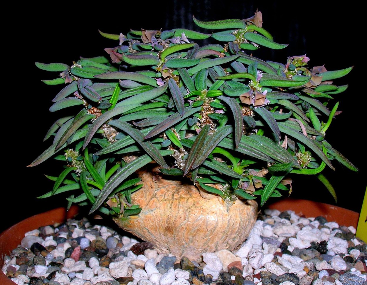 Euphorbia cylindrifolia