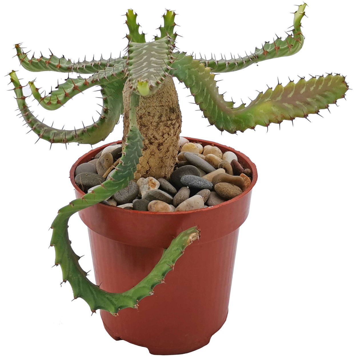 Эуфорбия stellata