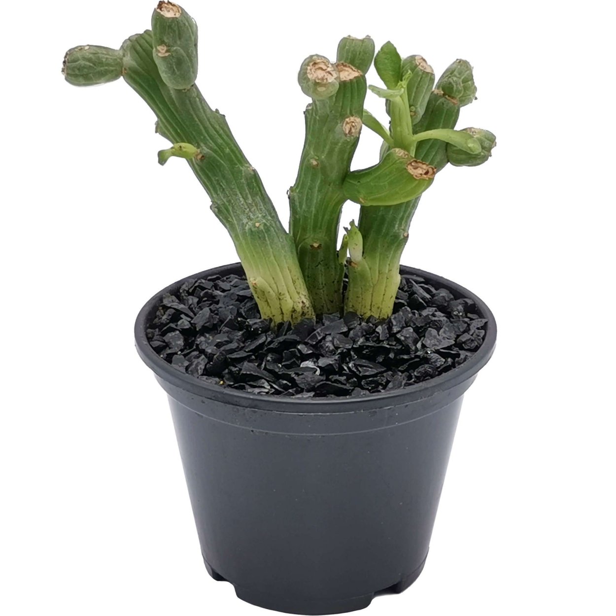 Euphorbia bupleurifolia купить