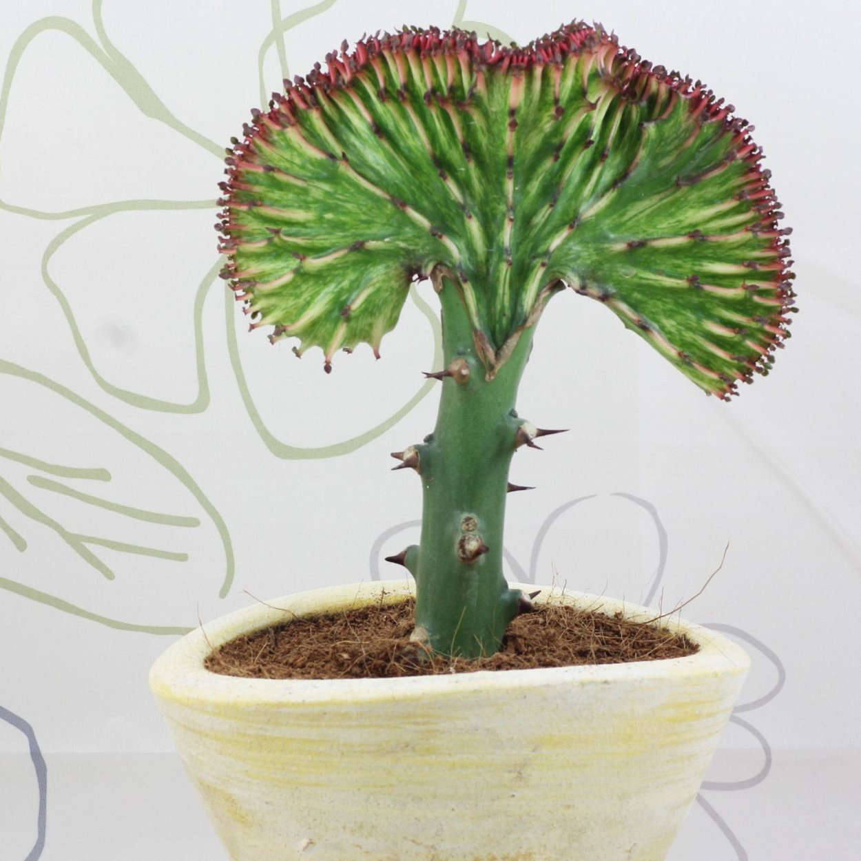 Суккулент Euphorbia aeruginosa
