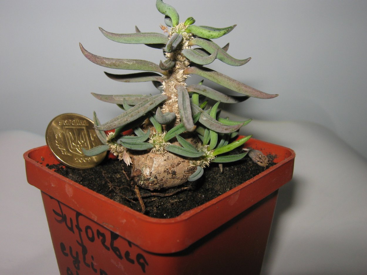 Суккулент Euphorbia obesa