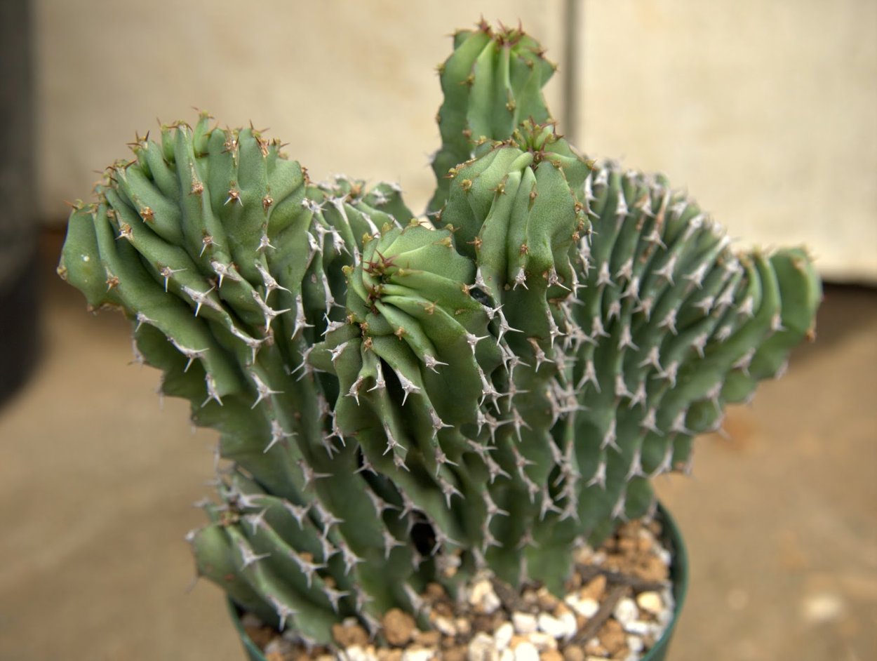 Euphorbia horrida Snowflake