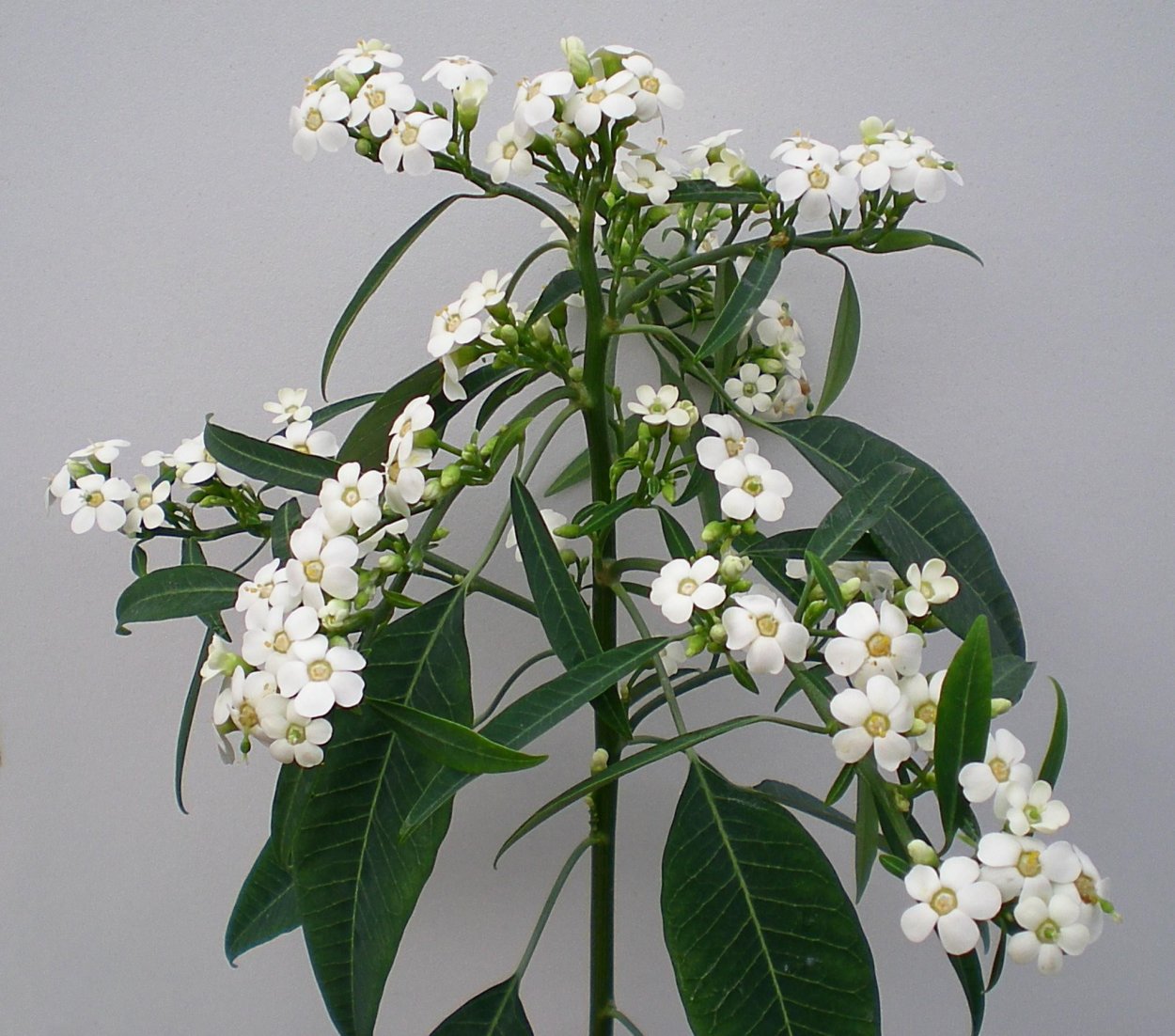 Euphorbia cylindrifolia tuberifera