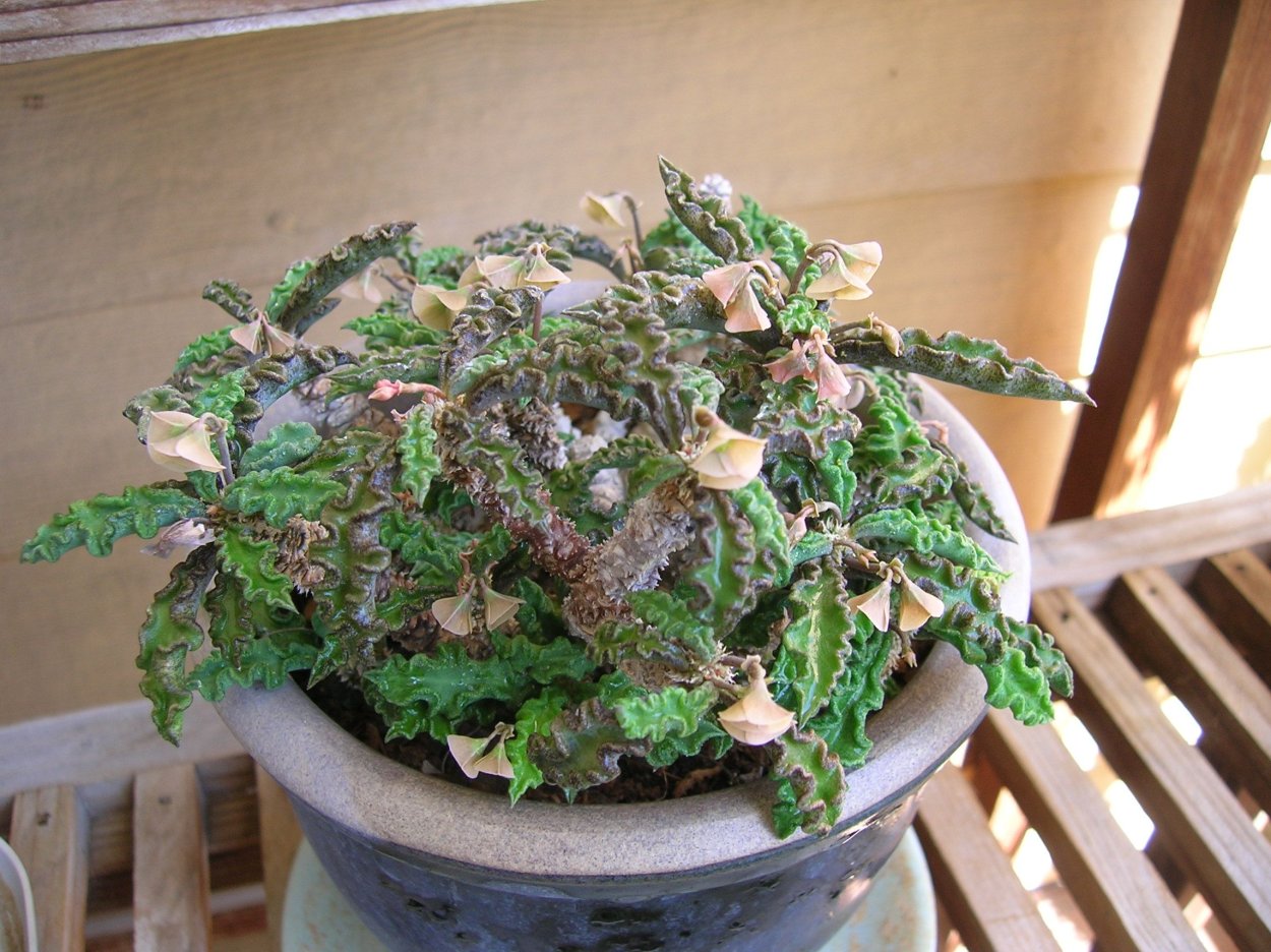 Эуфорбия Лактея