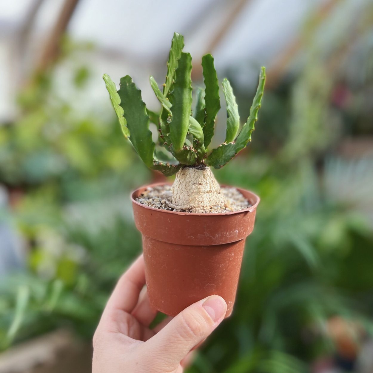 Euphorbia bupleurifolia