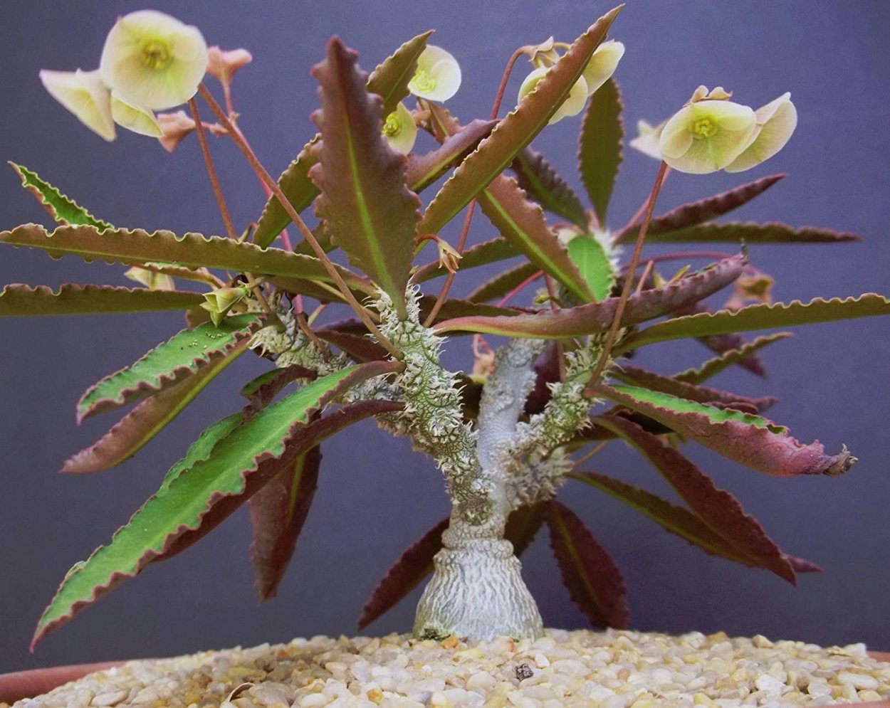 Euphorbia meloformis
