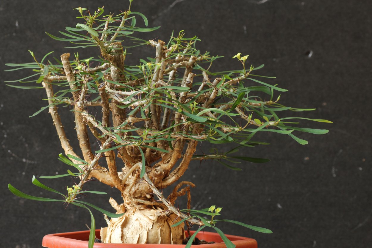 Суккулент Euphorbia decaryi