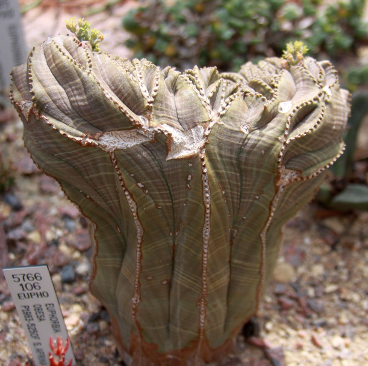 Эуфорбия Фланагана