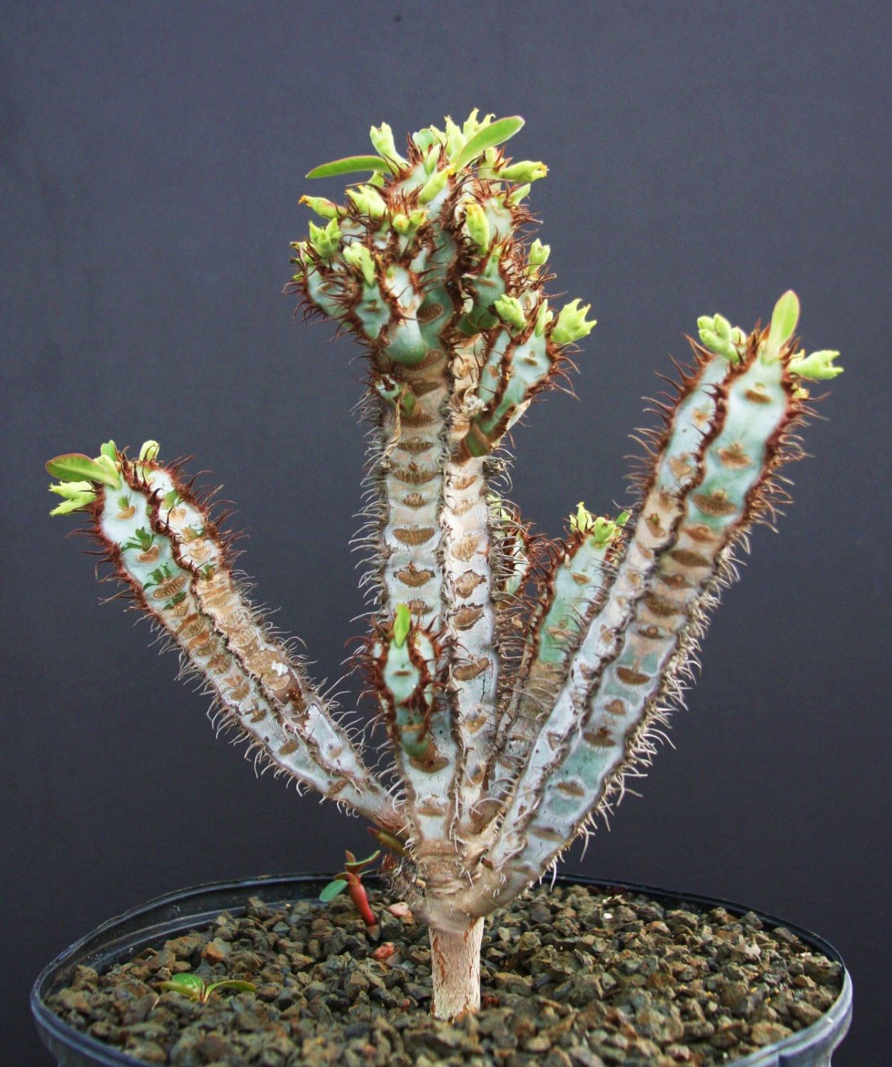 Euphorbia meloformis