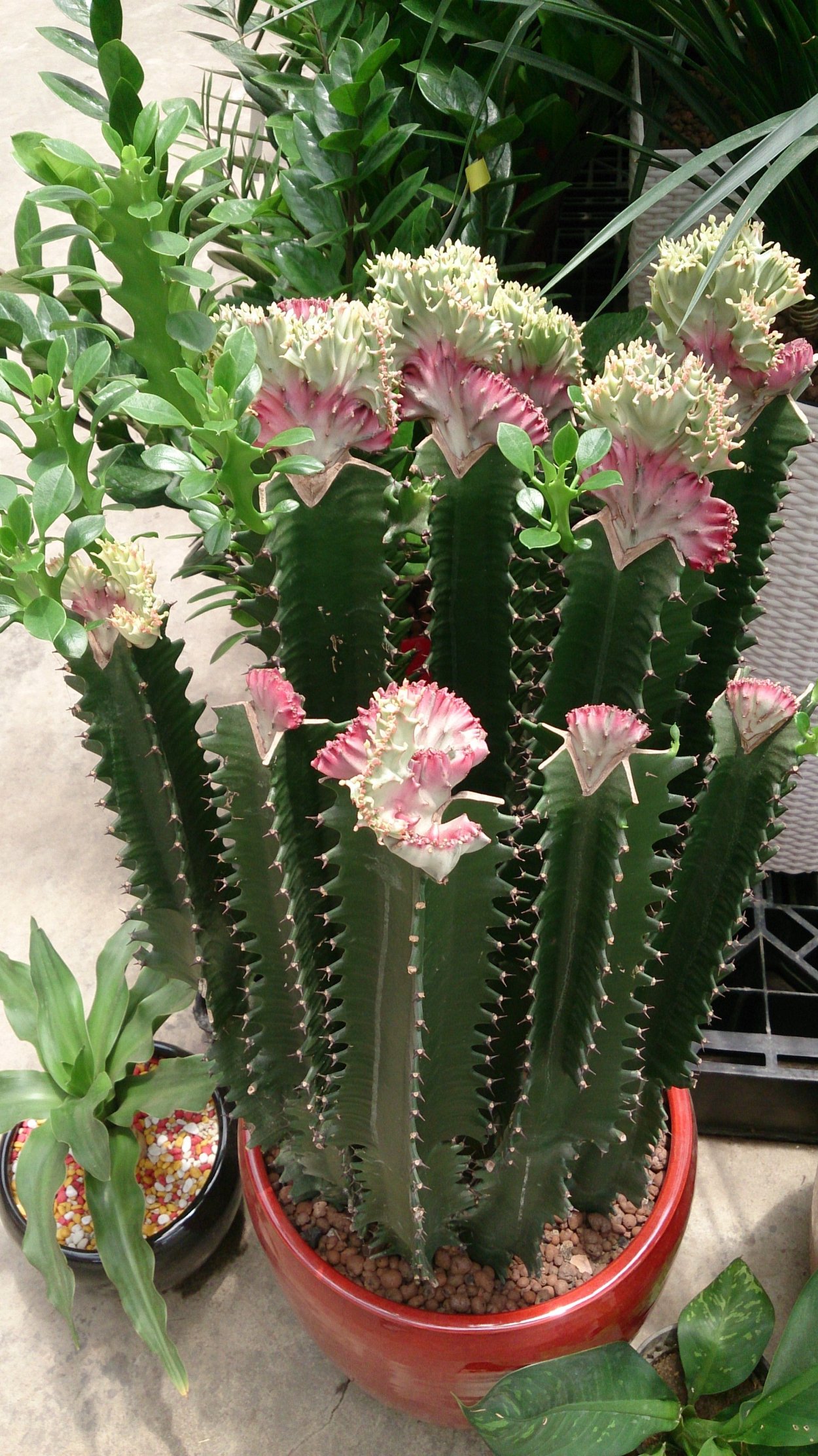 Суккулент Euphorbia aeruginosa