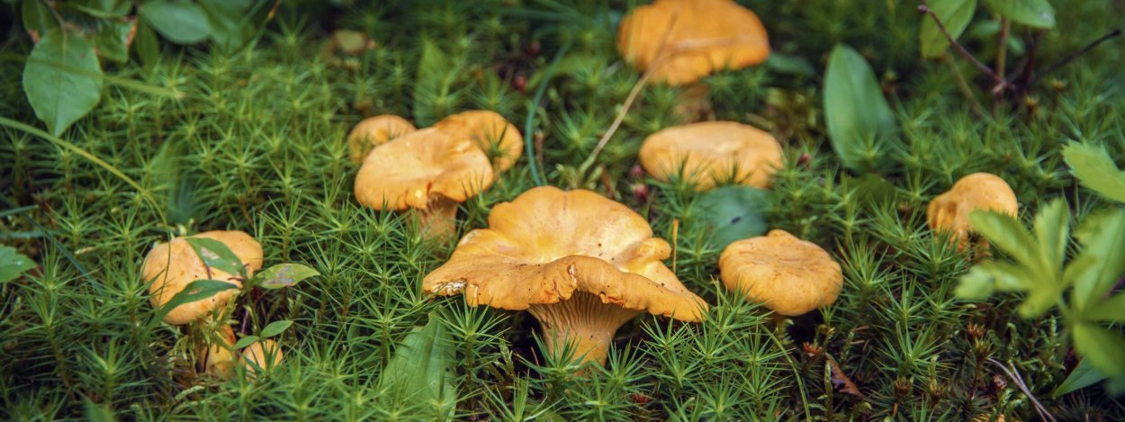 Лисички Полянка