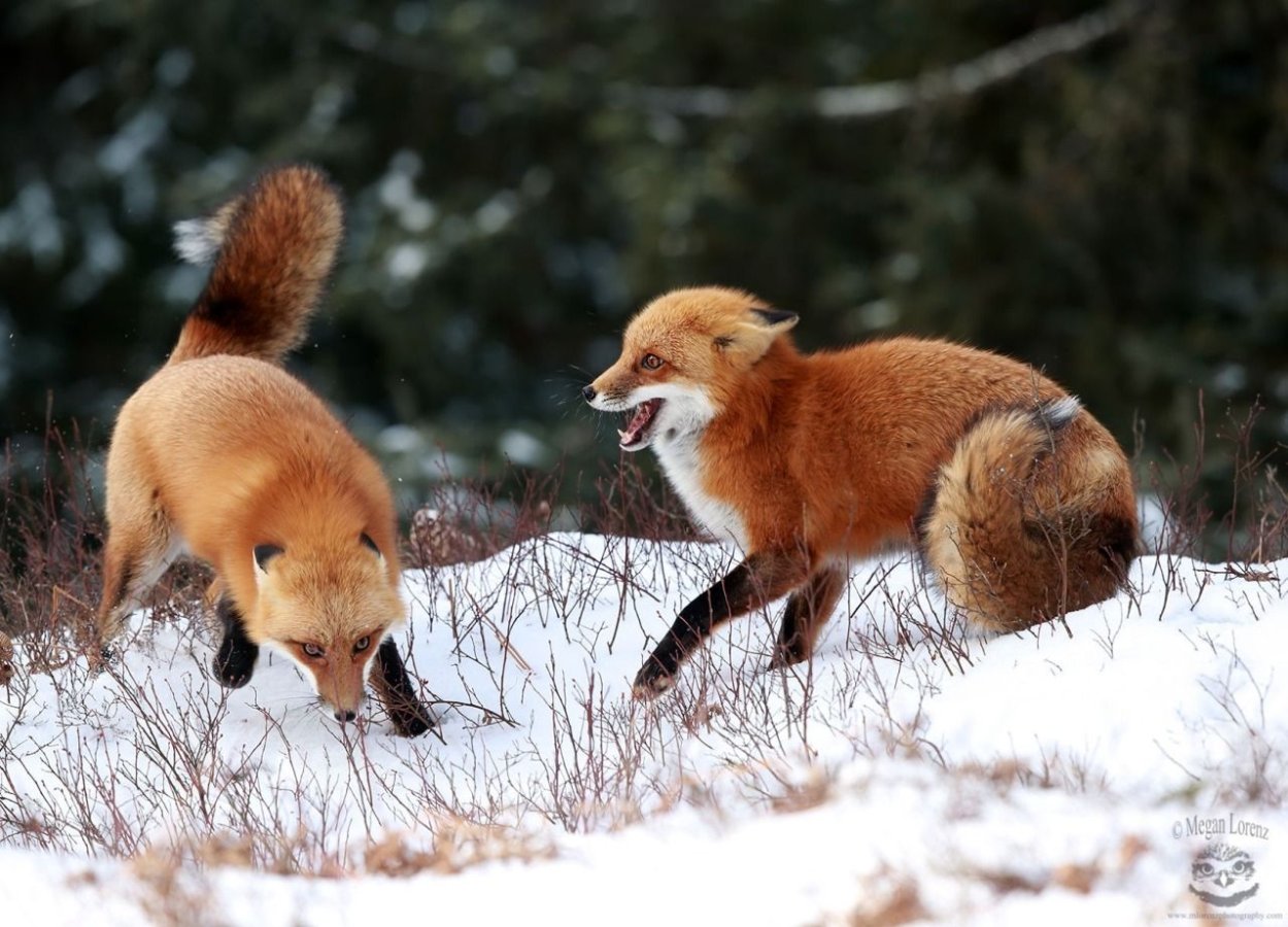 Fight Fox